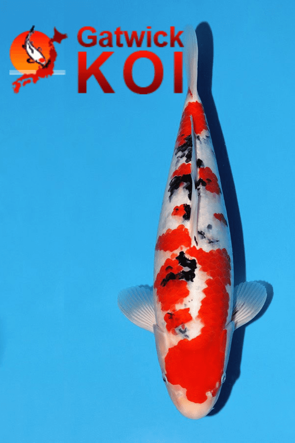 The Impact of Otter Reintroduction