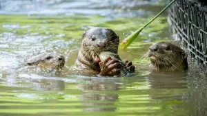 The Impact of Otter Reintroduction